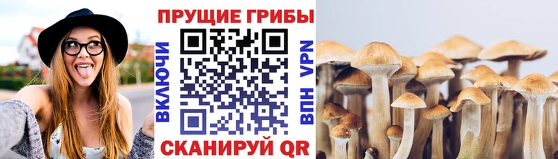 Псилоцибиновые грибы Psilocybe  Мыски 
